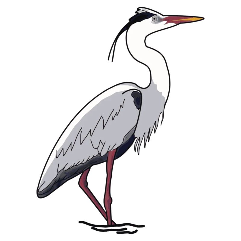 Grey Heron, Heron