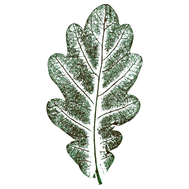 Feuille de chêne vert naturel / feuille/ chêne/arbre