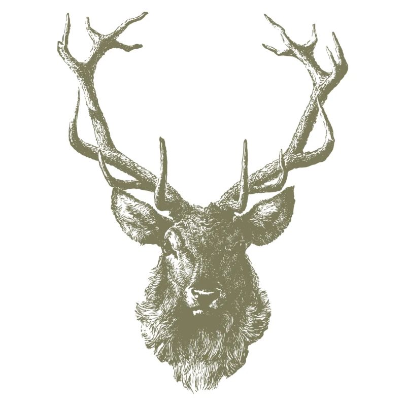 Hirsch Hirschgeweih Jäger Jagd Hirschjagd Wild
