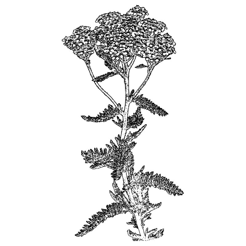 Illustration de fleur d’achillée millefeuille