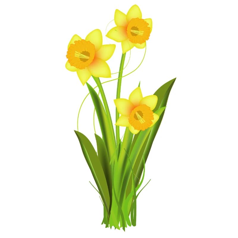 Glowing daffodils – spring flowers