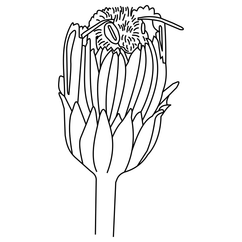 Bourdon en fleurs