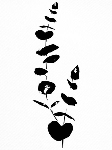Eukalyptus