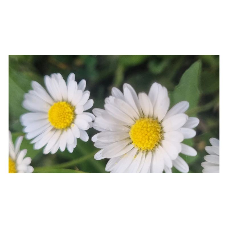 Gänseblümchen Frühlingsflair