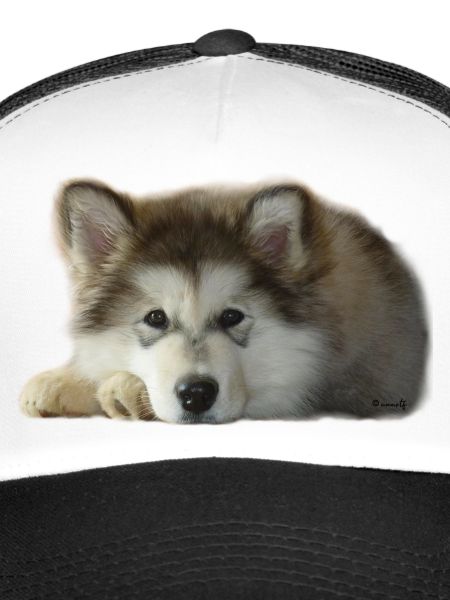 Maia Malamute Puppy