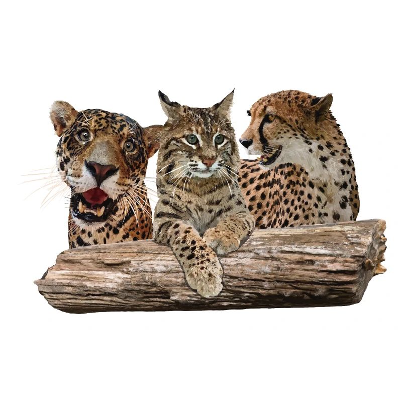 Lynx, Jaguar et Guépard