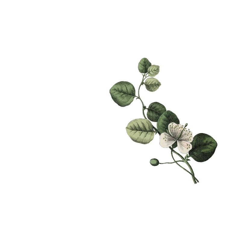 Nummer 30 Blumengrün - 30. Blumengeburtstag