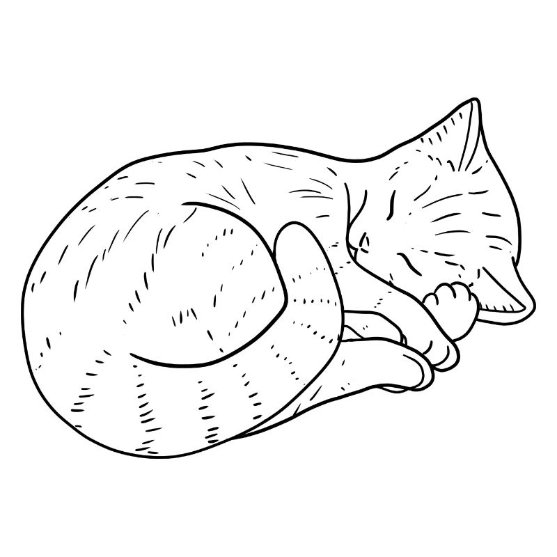 Cat drawing
