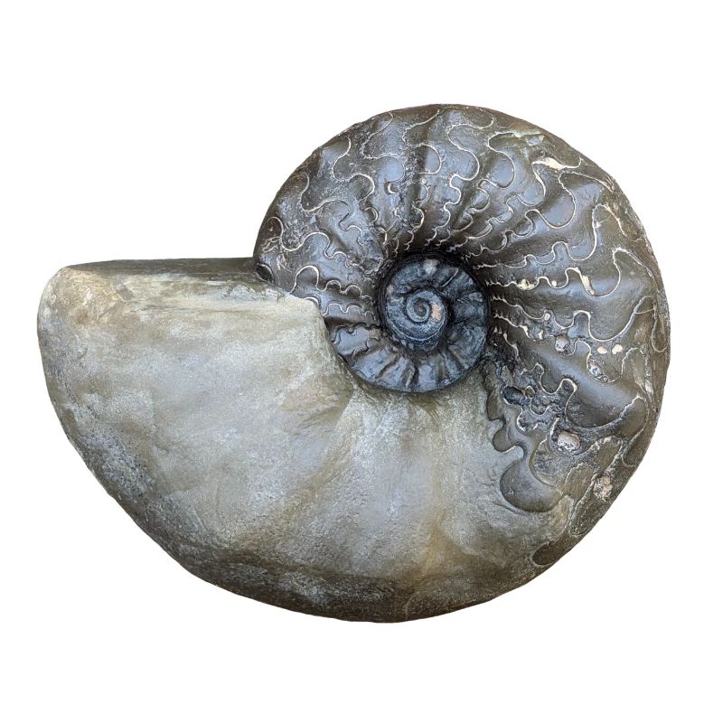Ceratites