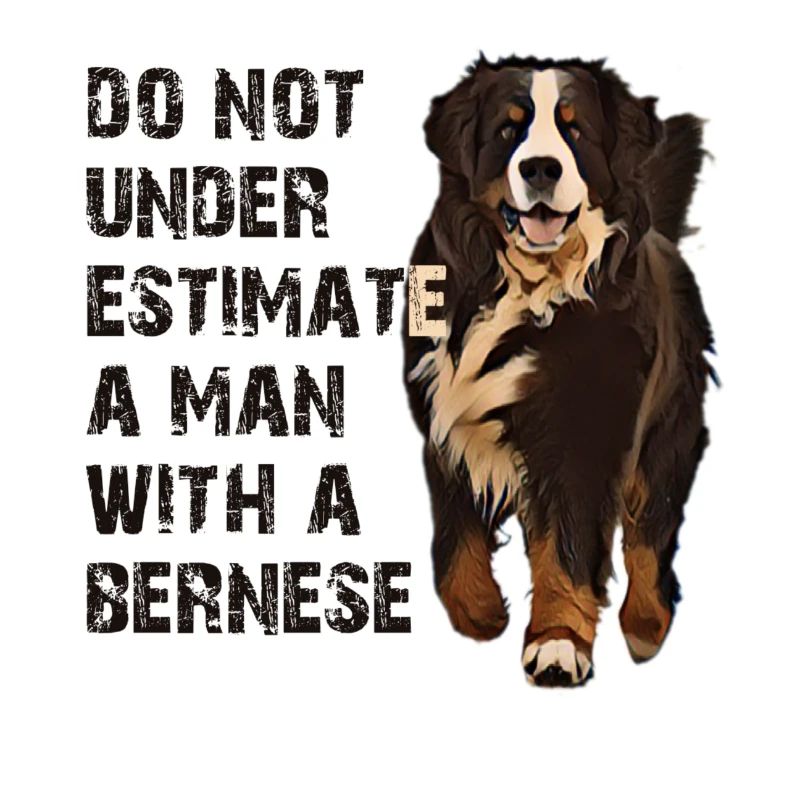 Bernese mountain dog
