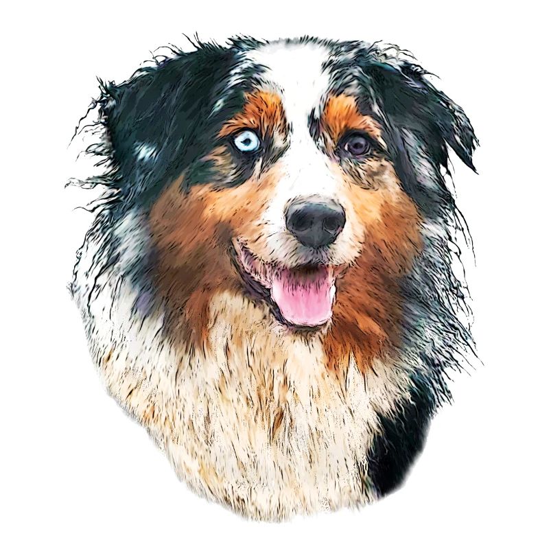 aussie