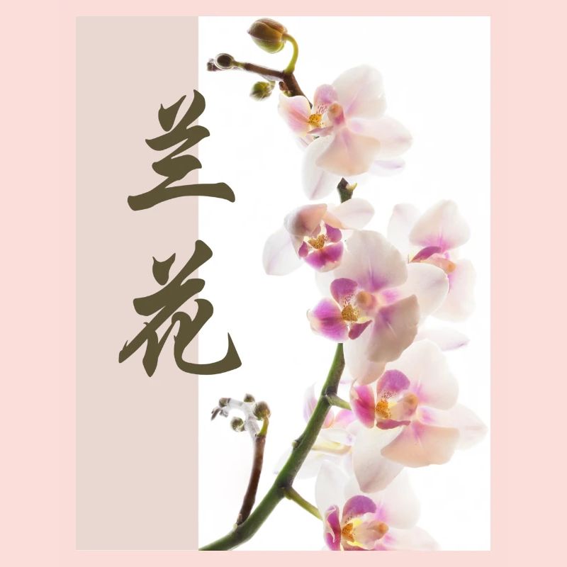 Orchidée