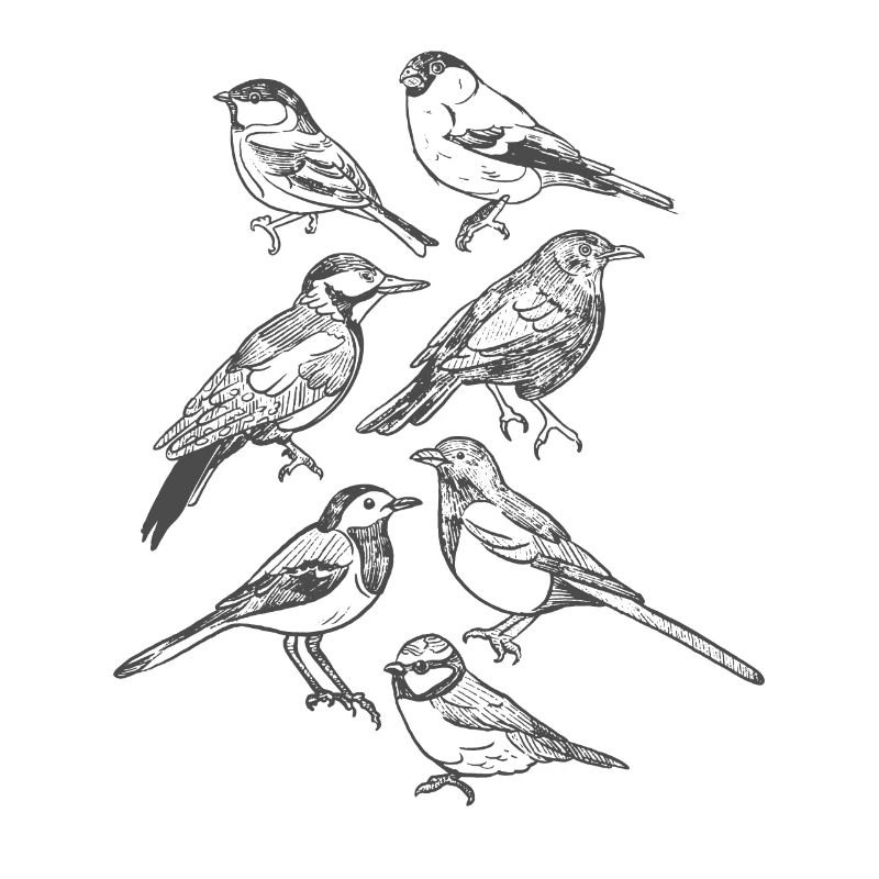 Oiseau à la main dessiné Oiseaux
