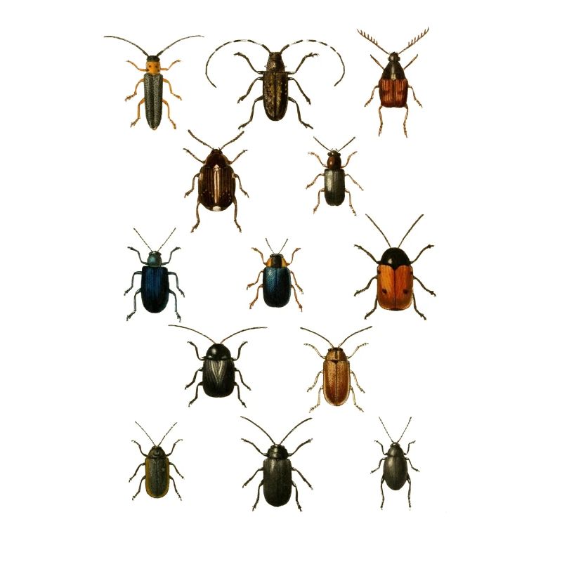 beetles beetles insect insect overview