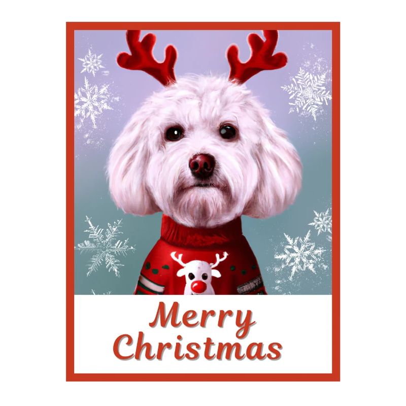 Doux chien (Bichon frise) dans un pull de Noël.