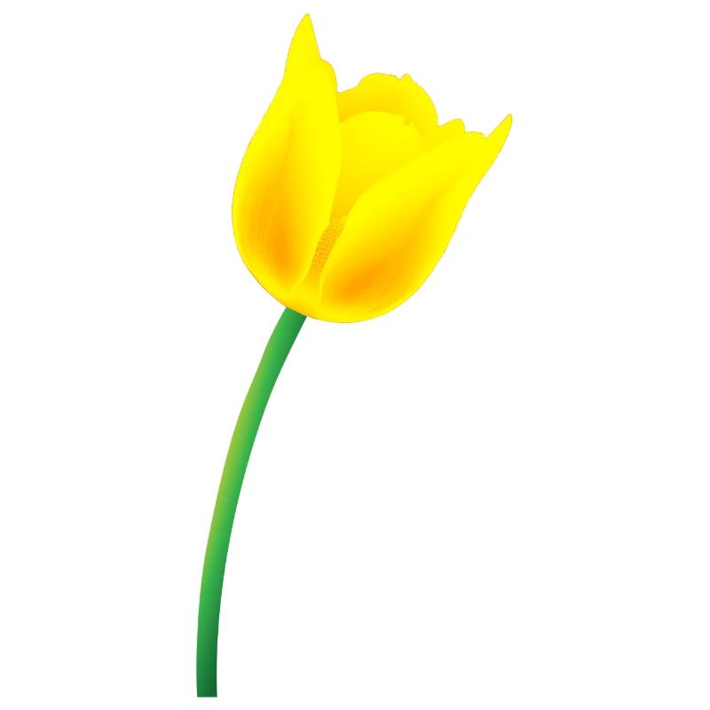 Tulipe jaune