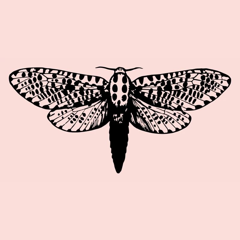 Moth drawing