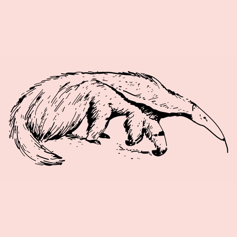 ant-eater