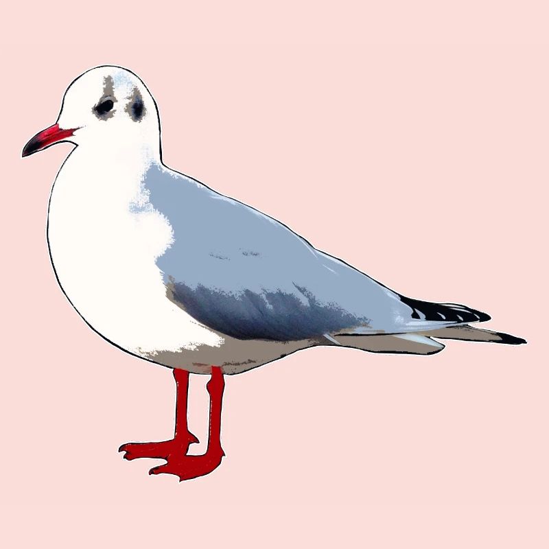 Möwe