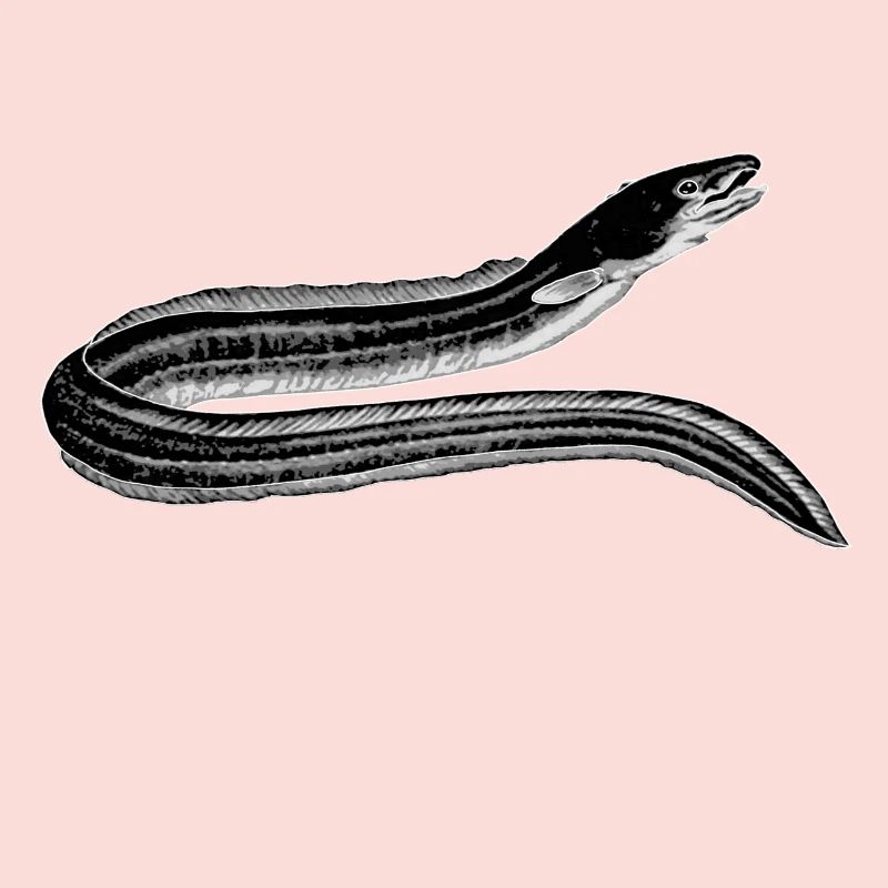 eel