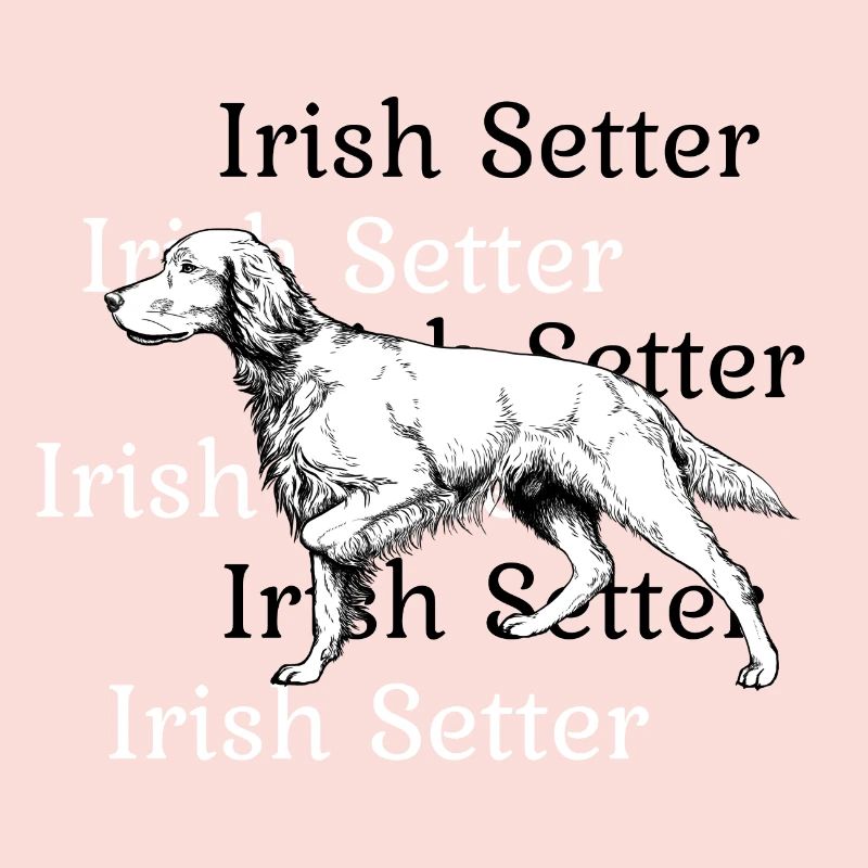 Irish Setter vorstehend
