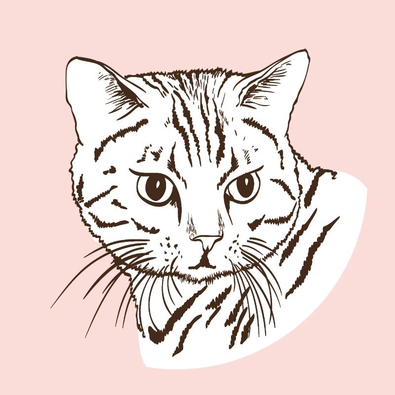Katze