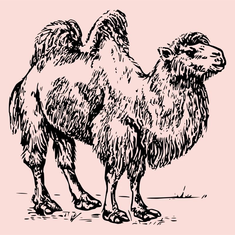 Kamel