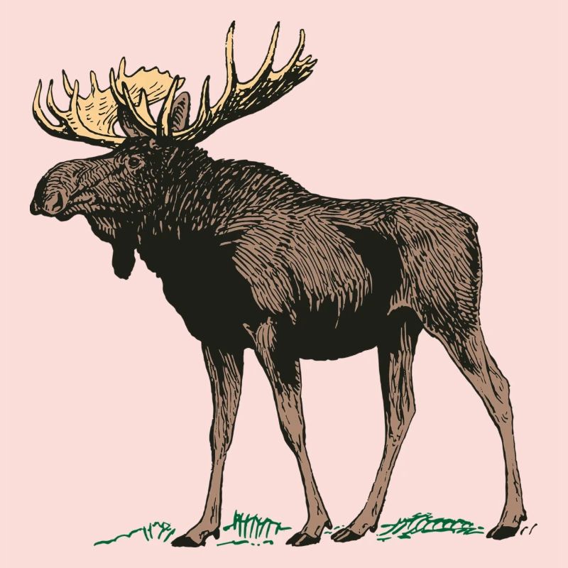 Moose Gewei