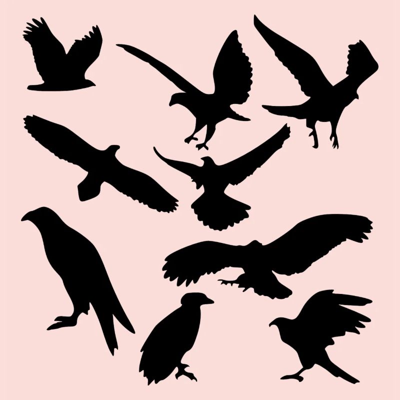 oiseaux