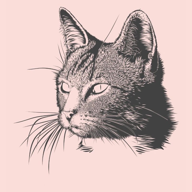 chat