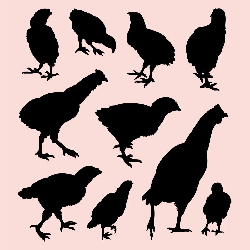 poulets