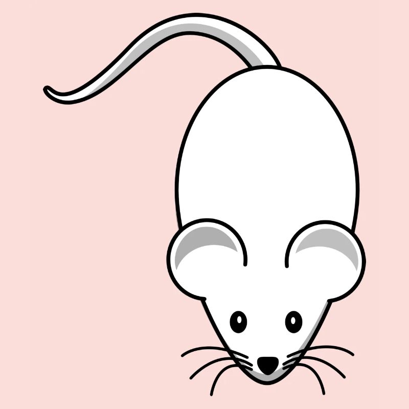 Maus,mäuschen,weisse maus