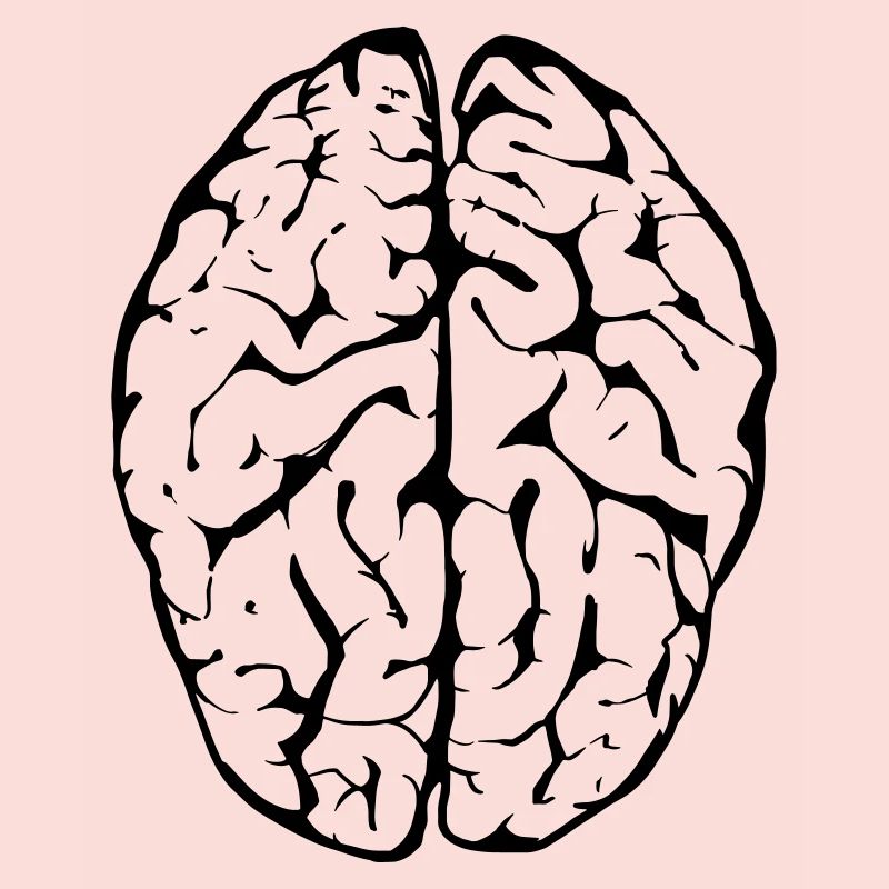 brain