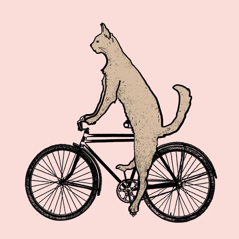 Chat sur le vélo