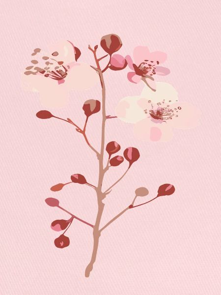 Blüten vom Kirschbaum sakura