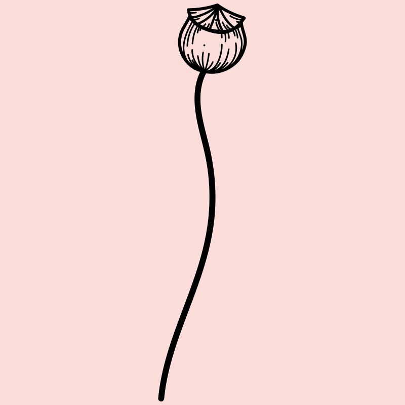 Mohn Blume 2