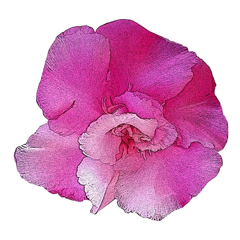 olianderblüte hellrosa, blumendesign frau, blüte