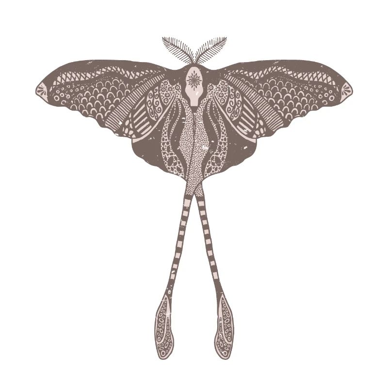 Papillon de lune chinois - Luna Moon Moth