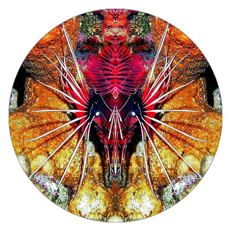 Créatures marines de la nature