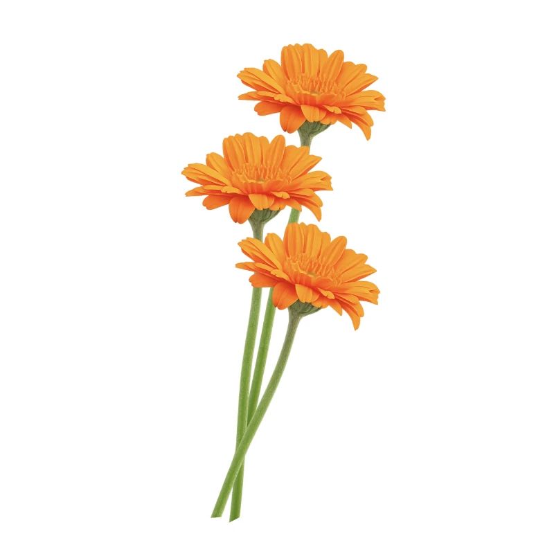 Orange Gerbera Trio