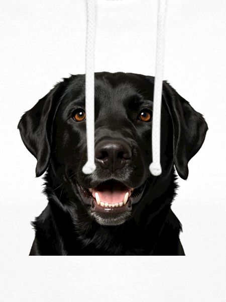 Schwarzer Labrador-Hundefront