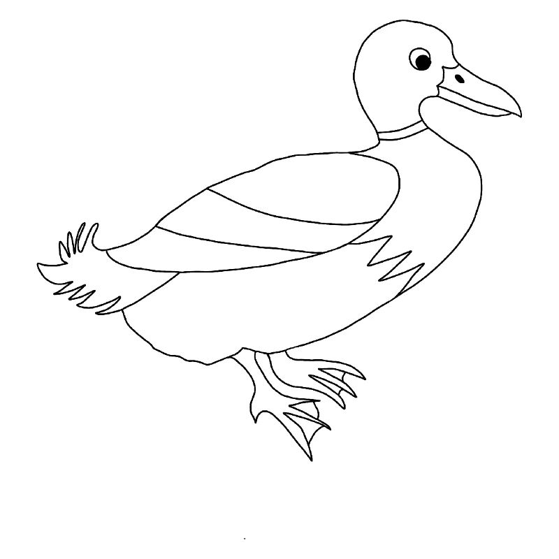 Duck / - Graphique noir et blanc