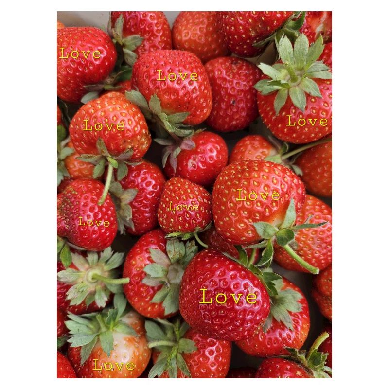 Fraises