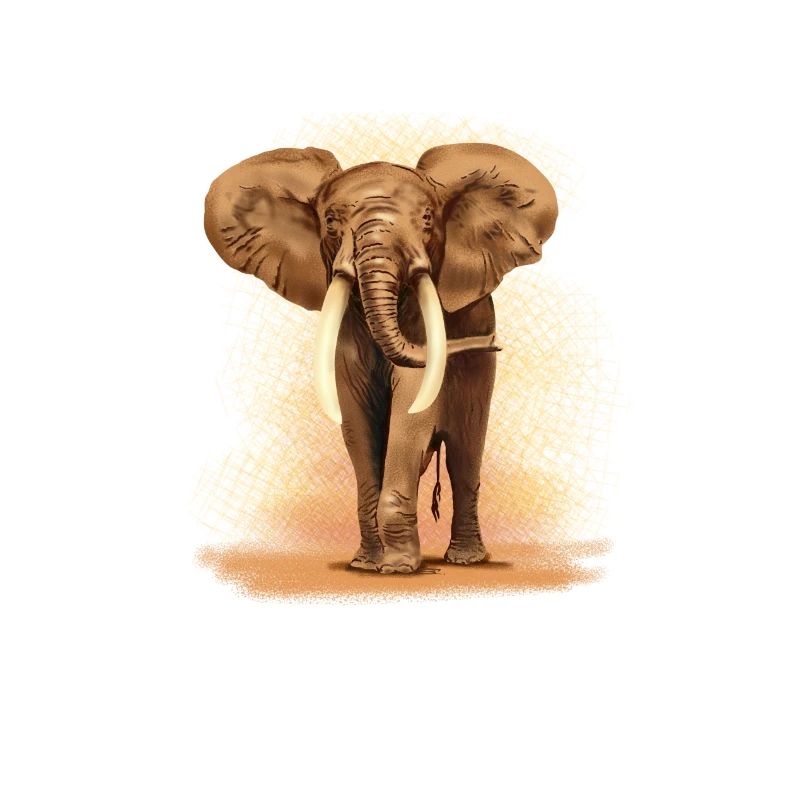 éléphant