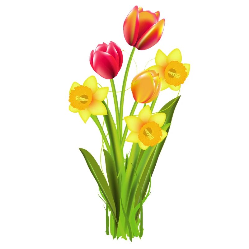 Colorful tulips and daffodils as a spring greeting