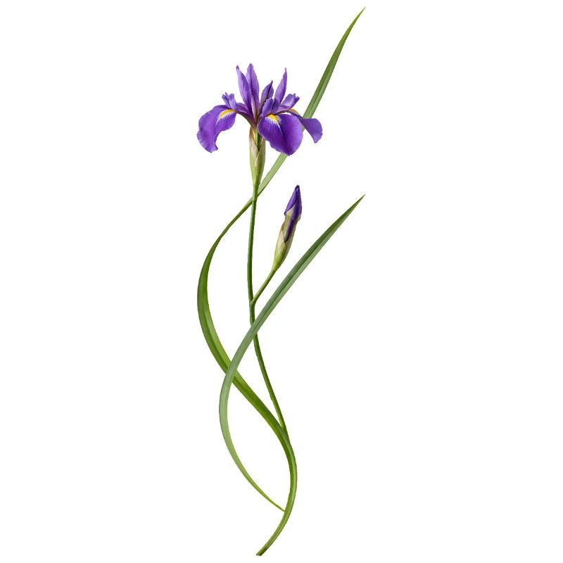 Iris dans le style zen japonais
