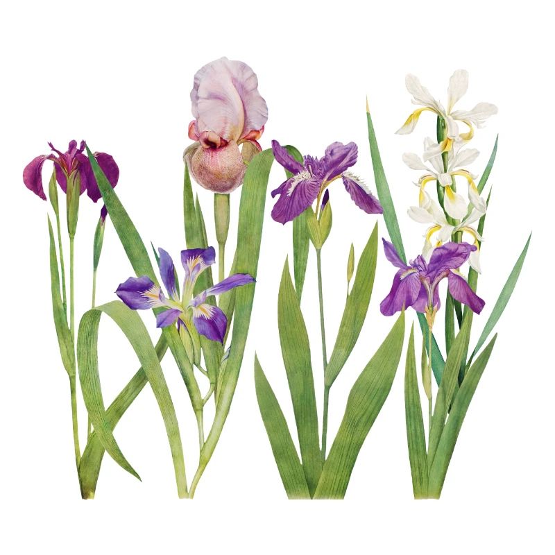 Iris sauvage et orchidée design botanique