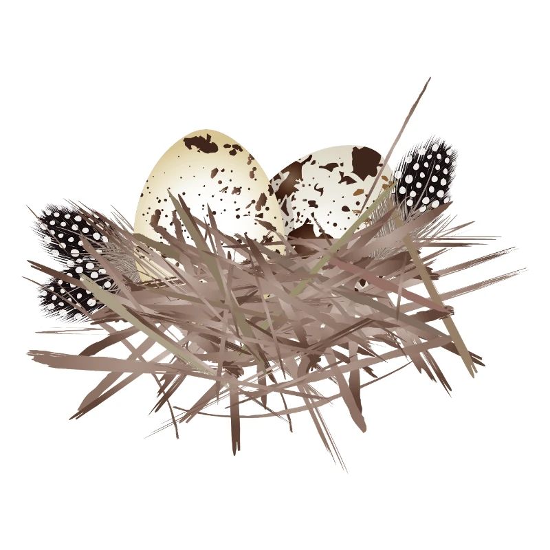 Œufs de caille dans le nid avec plumes de pintade
