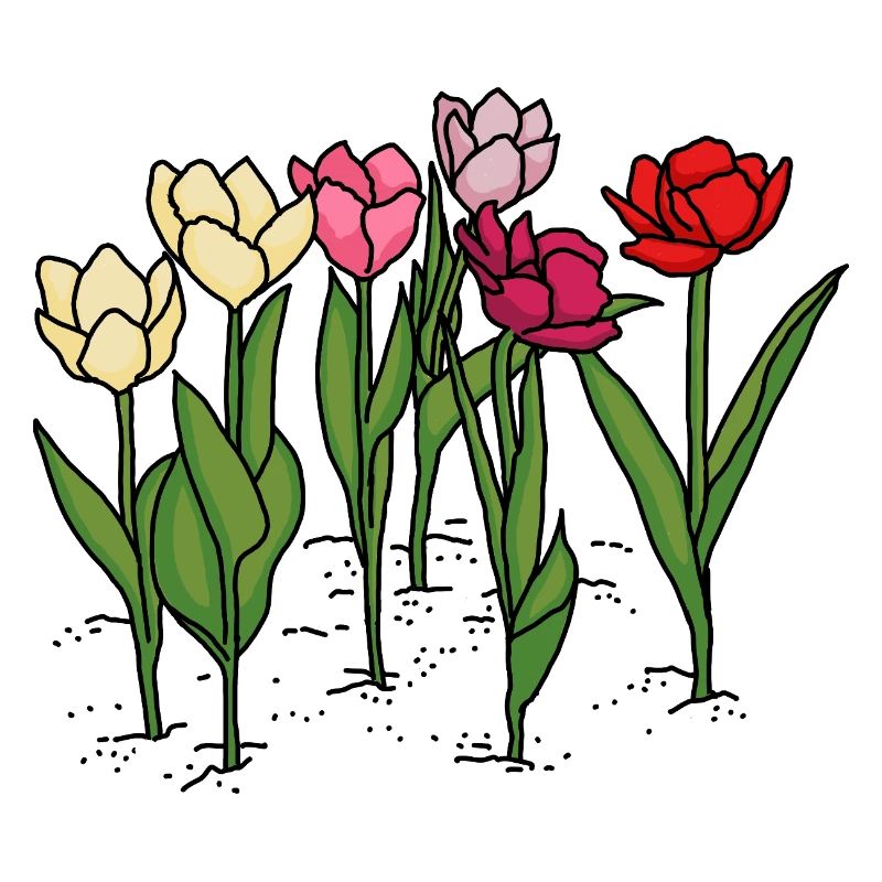 Tulips in spring