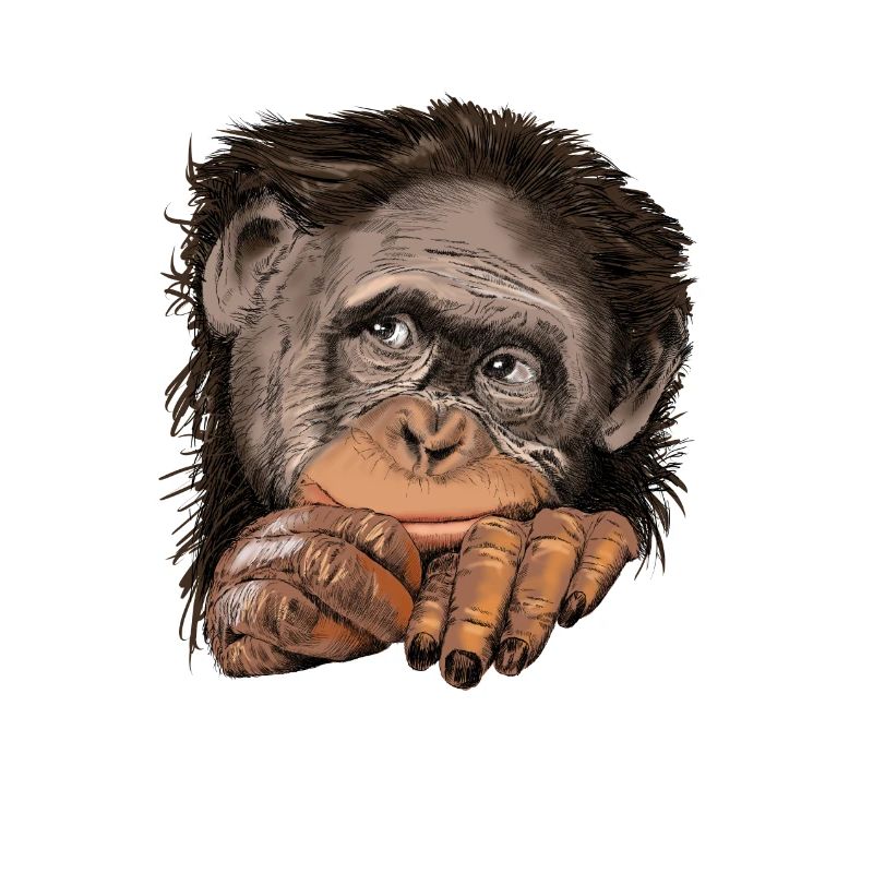 Monkey